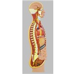 Sistema Nervoso Simpático Anatomic - Tzj-0328-c