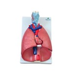 Sistema Respiratório em 7 Partes Modelo Anatômico