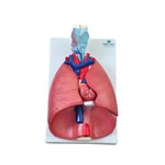 Sistema Respiratório em 7 Partes - Sdorf - Cód. Sd-5062