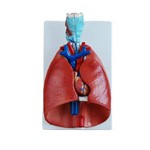 Sistema Respiratório - Pulmão Luxo - Brax Tecnologia