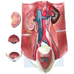 Sistema Urinário Clássico Anatomic - Tgd-0328-a