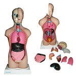 Torso Bissexual 42cm com 14 Partes Anatomic - Tgd-0206-c