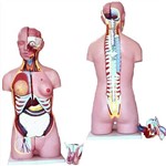 Torso Bissexual 85cm com 26 Partes com Coluna Exposta Anatomic - Tzj-0202-x