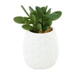 Vaso de Porcelana Branco com Planta Jade Sucullent Urban