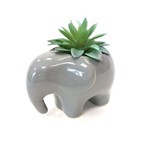Vaso Decorativo com Suculenta Elefante